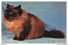 ASHP1-0025-CAT - A BLACK-GREY CAT WITH BLUE EYES - TELEMAGAZINE COLLECTION