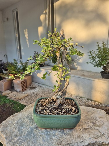 Bonsaï bougainvillier - bonsaï,