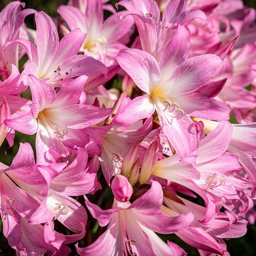 Large mature bulbs - large/mature,