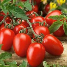 Lot De 25 Graines De Tomates Rio Grande Allongée Semences Graines Seed