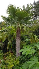 Trachycarpus fortunei /