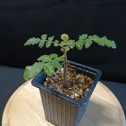 Boswellia sacra caudex - 'sacra',,