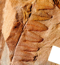 Magnifique ! Rare beau 3D