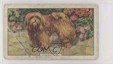 1938 Gallaher Dogs Series 2 Tobacco Lhassa Apso #41 1i3