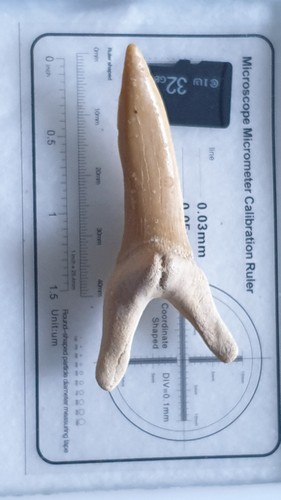 Shark tooth dent - -,