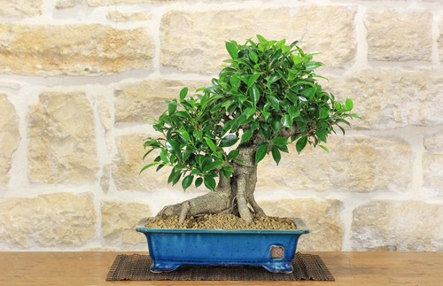 Bonsaï ficus retusa - bonsaï,