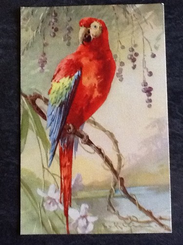 Illustree signee klein - cp, beau