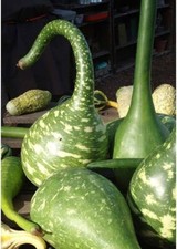 Courge Calebasse 'Col de Cygne' | 5 Graines | Déco DIY | Forme Originale