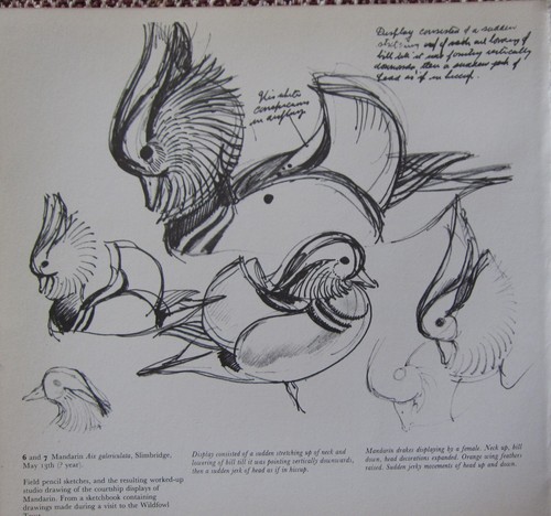Beautiful tunnicliffe vintage - beautiful,