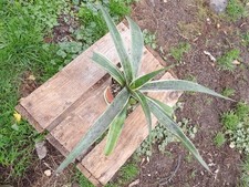 Mangave "snow leopard" big lovely succulent frost hardy pot8cm wysiwyg