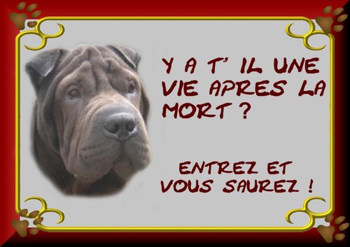 Plaque garde shar pei - garde, shar-pei