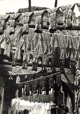 OLD PHOTO MOROCCO +-1960 DRYING LEAVES/FABRICS?