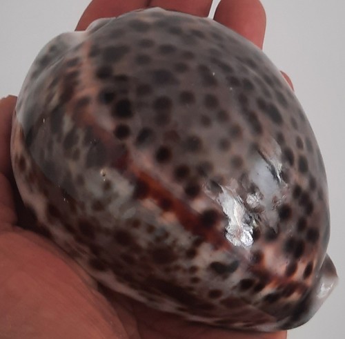 Curiosité taxidermie - curiosité, ,