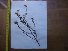 Annees 50 PLANCHE d'HERBIER du Gard Herbarium Planche Naturelle 10