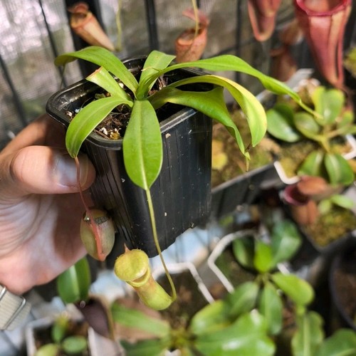 Nepenthes ventricosa - nepenthes,