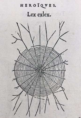 Araignée 1557 spider rare - araignée,