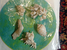 Lot coquillages & minéraux