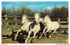 ASHP16-0999-ANIMALS - WHITE HORSES - RACE IN A FENCE