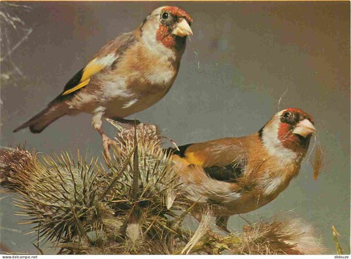 Carte postale animaux - -,