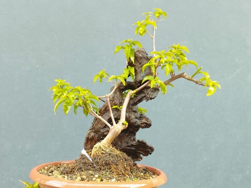 Bonsaï bougainvillier x - de, 40