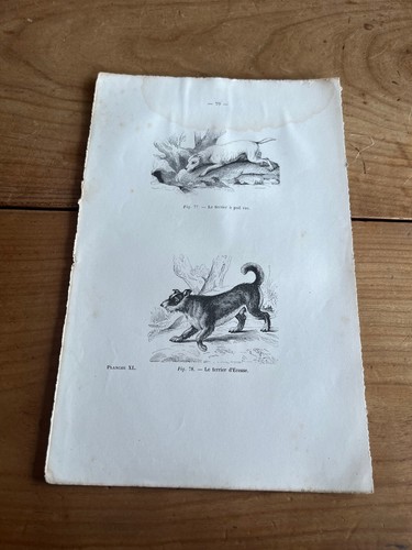 Gravure ancienne chien - ancienne, n31