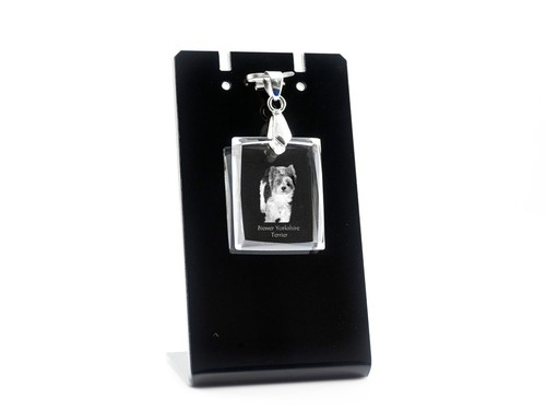 Biewer terrier collier - terrier,, en