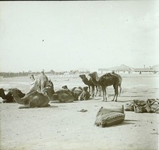 MAGHREB Chameaux Caravane c1900, Photo Stereo Vintage Plaque Stereo VR6L3