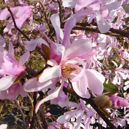 Magnolia loebneri leonard - magnolia, 'leonard
