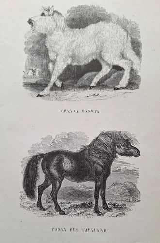Gravures 1842 animaux - gravures,