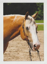 LUCKY PEPPY KING Palomino