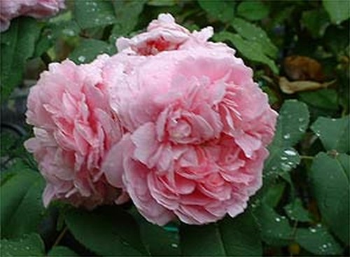 Rosier jacques cartier - jacques,