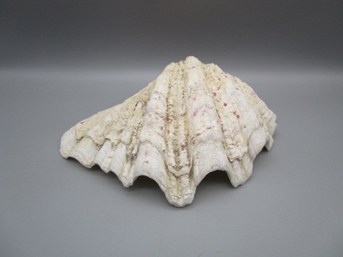 Coquillage bénitier ancien - ,