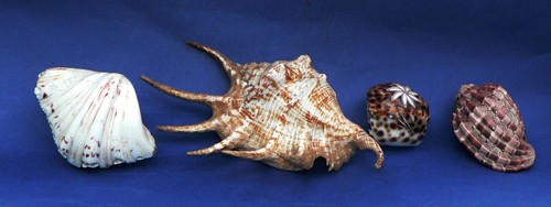 Lot coquillages - lot,