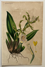 ORCHID Trichopilia Tortilis ENGRAVING Narat BOTANICAL plant FLOWER 19th century