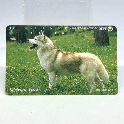 Siberian husky dog - siberian,