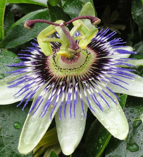 Graines passiflore bleue - passiflore,