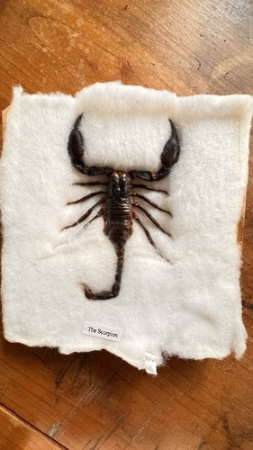 Taxidermie scorpion et - taxidermie:,