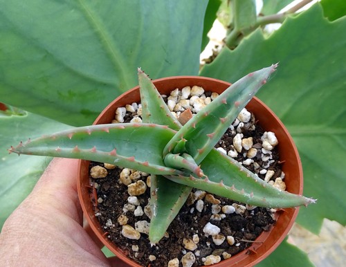 Aloe alooides cactus - , kakteen