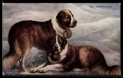 Carte postale saint bernard - carte, saint-bernard
