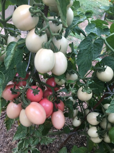 Graines tomate oeuf - 25,