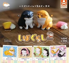 Shiba inu living dog - shiba, 2