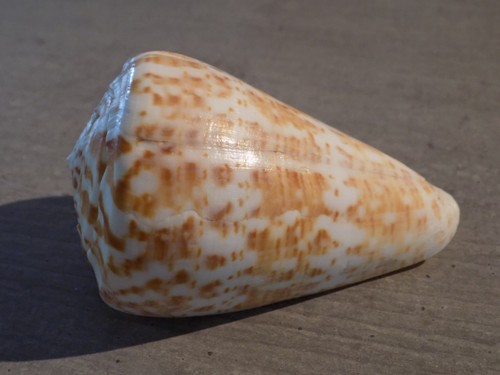 Coquillage new conidae - coquillage, :