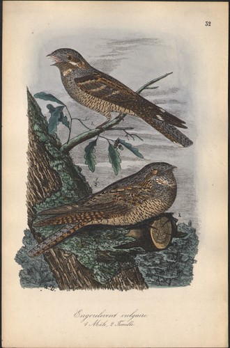 1860 lithographie aquarellée - 1860,