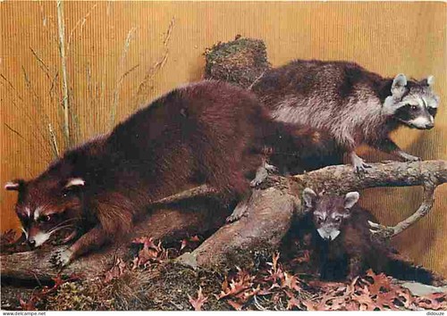 Carte postale animaux - carte,