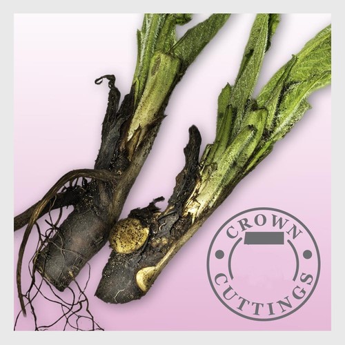 Russian comfrey live easy - russian,