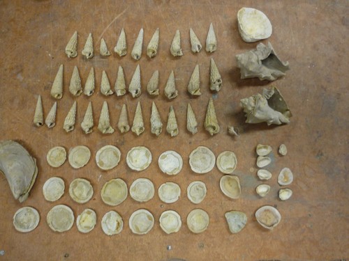 Fossiles miocene des - fossiles,