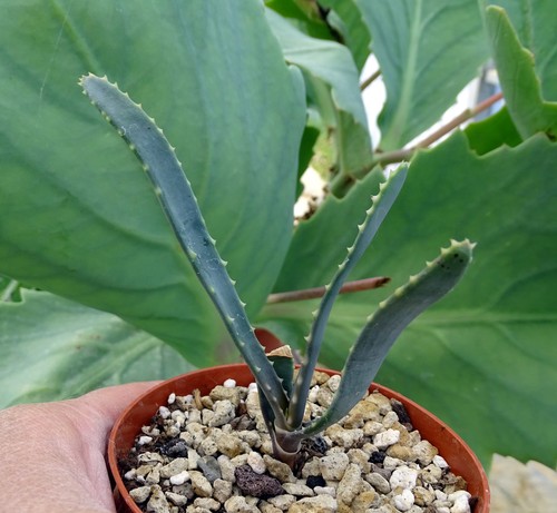 Aloe hoffmannii cactus kakteen - aloe,