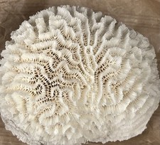 Corail blanc Fossile ancien Fungia Cerveau Squelette Minéraux