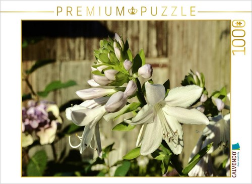 Puzzle calvendo hosta - puzzle,