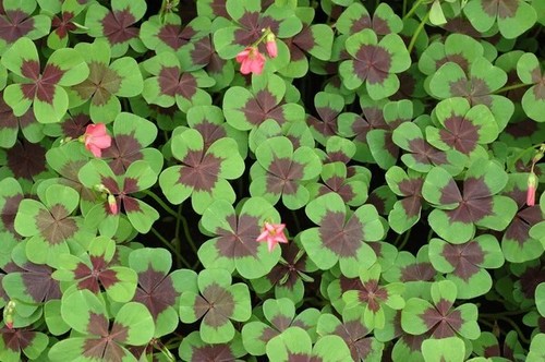 Oxalis deppei iron - , cross,
